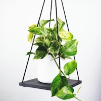 英格兰英超曼彻斯特城足球赛事在线直播